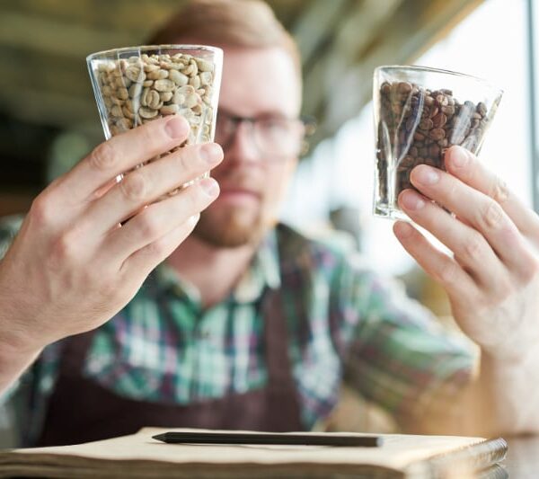 Mand sammenligner grønne og ristede kaffebønner i glas.